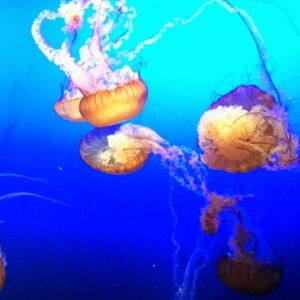 Meet your Posher, Jocelyn